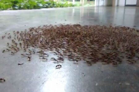 「死のスパイラル」軍隊アリの不思議な生態を示した動画