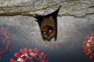 ロシアのコウモリから新型コロナに似たウイルスを発見、研究者が警鐘を鳴らす