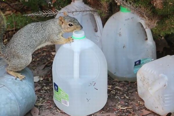 賢いリス、プラスチック容器の水を飲むために、少しずつ工夫を凝らす【動画】