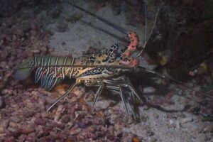 カニやロブスターの殻から環境にやさしい電池を開発