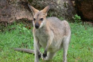 オーストラリアで男性がカンガルーに襲われて死亡、非常に稀なケース