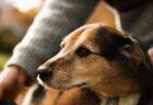 犬たちが飼い主のストレスの匂いを感知、嗅覚テストで判明