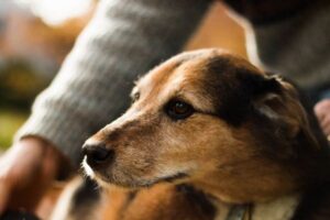 犬たちが飼い主のストレスの匂いを感知、嗅覚テストで判明