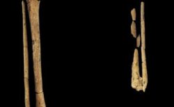 古代の人骨に切断の痕跡、約3万年前に外科手術が行われていた可能性【インドネシア】