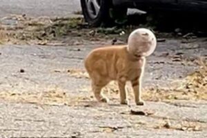 透明な容器をかぶったニャンコ、保護され「バズ・ライトイヤー」と名付けられる