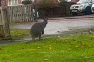 イギリスの街でワラビーを目撃、飛び跳ねる姿に住民もびっくり