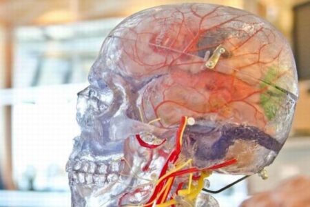 科学者が研究室で「ミニ脳」を開発、テニスゲームのプレーも可能に