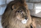ウクライナの動物園にいた2頭のライオン、無事救助されアフリカの保護区へ到着