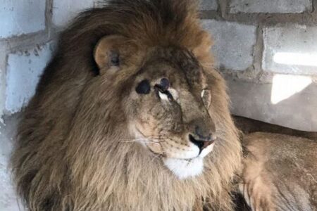 ウクライナの動物園にいた2頭のライオン、無事救助されアフリカの保護区へ到着
