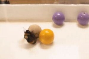ハチだって楽しみたい！人間と同じようにボールで「遊ぶ」ことが判明