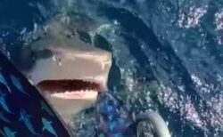 危機一髪？ダイバーが潜ろうとした瞬間、サメが口を開けて浮上
