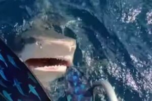 危機一髪？ダイバーが潜ろうとした瞬間、サメが口を開けて浮上