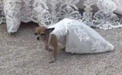 ドレスを着た愛犬、スペインの結婚式に登場した姿が可愛い