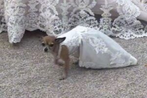 ドレスを着た愛犬、スペインの結婚式に登場した姿が可愛い