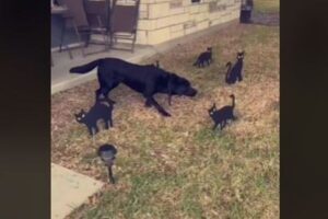 ハロウィーンの猫の飾りに囲まれたワンコ、その場で固まってしまう【動画】