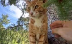 2週間も木の上に取り残されていた猫、救助され飼い主と再会