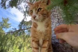 2週間も木の上に取り残されていた猫、救助され飼い主と再会
