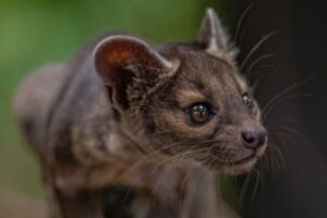 イギリスの動物園でフォッサの3つ子が誕生、91年の歴史で初めて