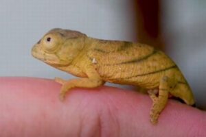 英の動物園で世界最大のカメレオンが誕生、でも赤ちゃんの体長はまだ2cm
