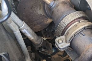 車のエンジンからカワウソの赤ちゃんを発見、無事保護【イギリス】