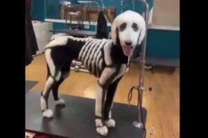 ハロウィーンに合わせ、プードルがスケルトン柄に変身、動画が3万リツイート
