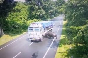 インドで巨大なサイがトラックと衝突、その後生存を確認