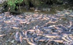 カナダの川で数万匹のサケが大量死、その原因とは？
