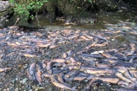 カナダの川で数万匹のサケが大量死、その原因とは？