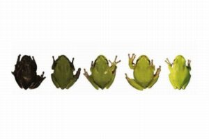 チョルノービリ原発付近に生息していたカエルの多くが、黒っぽい色をしていた