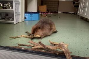 保護されたビーバーの赤ちゃん、施設でダムを造ろうとする姿がかわいい【動画】