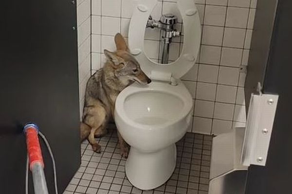 野生のコヨーテが学校に侵入、トイレに逃げ込み隠れる【動画】