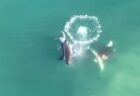 シャチがホオジロザメを襲い肝臓を食らう、世界で初めて動画を撮影