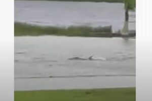 ハリケーン「イアン」に襲われた町、冠水した場所でサメらしき魚を目撃【動画】