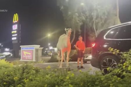 ラクダがハンバーガー店のドライブスルーに出現、大人しく列に並ぶ【アメリカ】