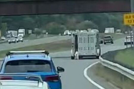 高速道路でトラックから子牛が落下、後続のドライバーらが救助