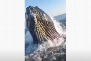 船の目の前でクジラがブリーチング、撮影された動画が迫力満点
