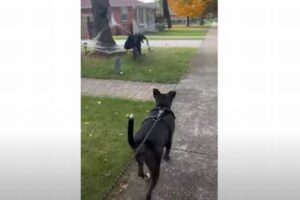頭が3つあるハロウィーンの置物に脅えてしまう、ワンコが可愛い