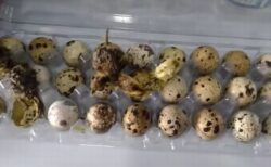 ブラジルのスーパーでウズラの卵が孵化、パックを開けたら雛が生まれていた！