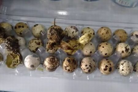 ブラジルのスーパーでウズラの卵が孵化、パックを開けたら雛が生まれていた！