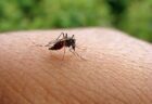 蚊に刺されやすいのは臭いが原因、3年の研究で解明