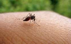 蚊に刺されやすいのは臭いが原因、3年の研究で解明