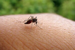 蚊に刺されやすいのは臭いが原因、3年の研究で解明