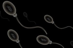 妊娠初期の母親が有毒な化学物質にさらされると、子供の精子数と質が低下
