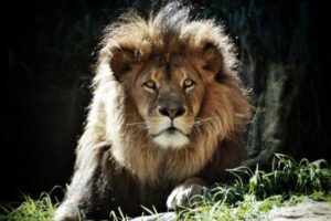 イスラム過激派の戦闘員が、ライオンやワニに食べられる【モザンビーク】