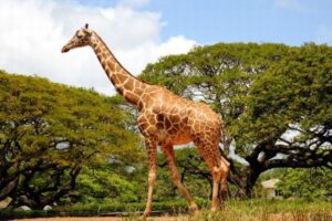 南アフリカで野生のキリンに踏みつけられ幼児が死亡、母親も重体