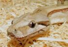 インドネシアで女性がニシキヘビに丸飲みされ死亡、胃の中で遺体を発見