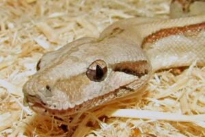 インドネシアで女性がニシキヘビに丸飲みされ死亡、胃の中で遺体を発見