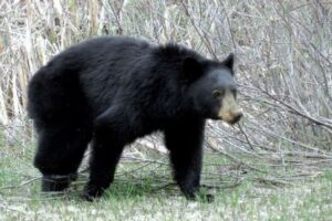 車椅子の祖父が110キロもある大きなクマを撃退、10歳の孫を守る