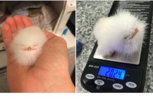 何の動物かわかる？ 綿毛の中に顔があるモフモフの生物が保護される