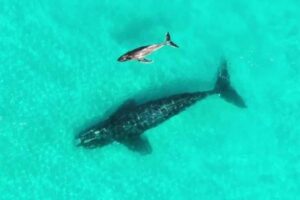 クジラが子供を養子にして育てる？異なる種の2頭を豪沖で目撃